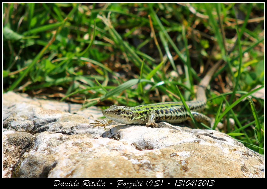 Un p di Podarcis siculus campestris della mia zona!